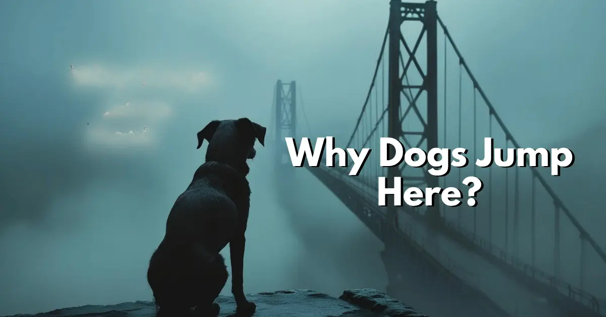 Scotland’s Dog Suicide Bridge